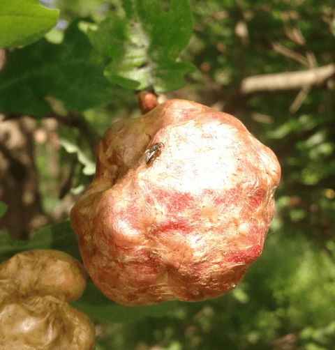 Galle su quercia: Cynipidae, Biorhiza pallida (forma sessuata) e sue specie parassite